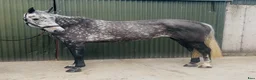 Allround hästar till salu: Stunning Irish mare  - Annons 3