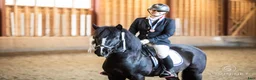 Hoppning hästar till salu: New Forest pony stallion, Horshaka Mighty Don - Annons 8