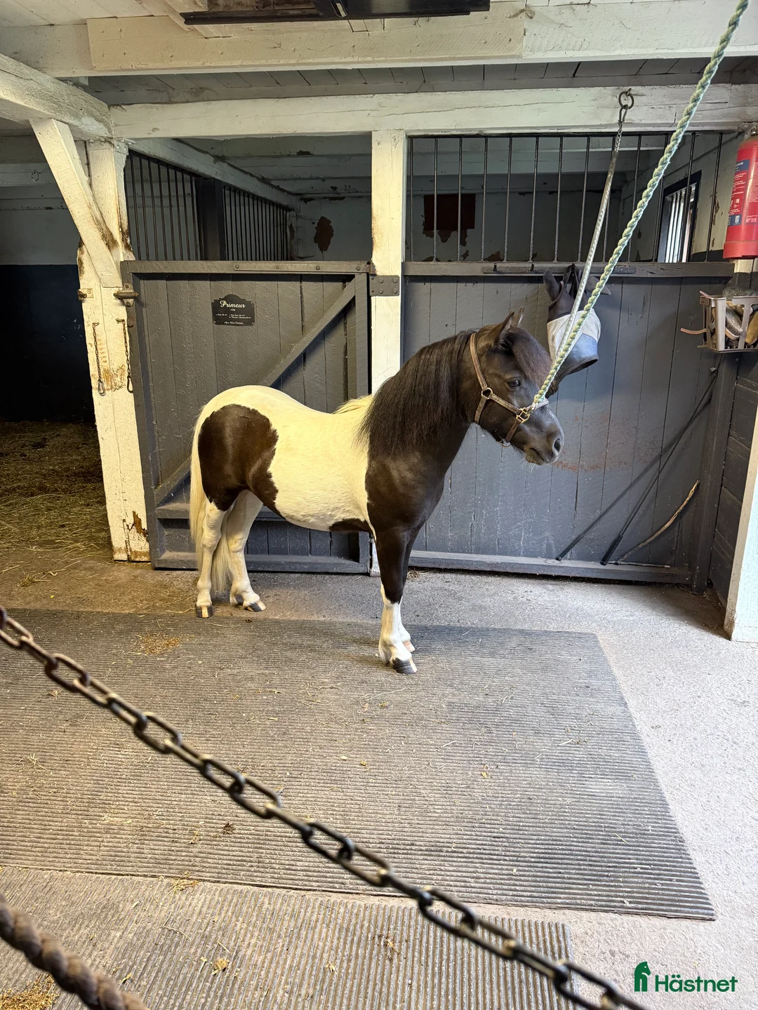 Allround hästar till salu: Trevlig shettisvalack - Annons 3