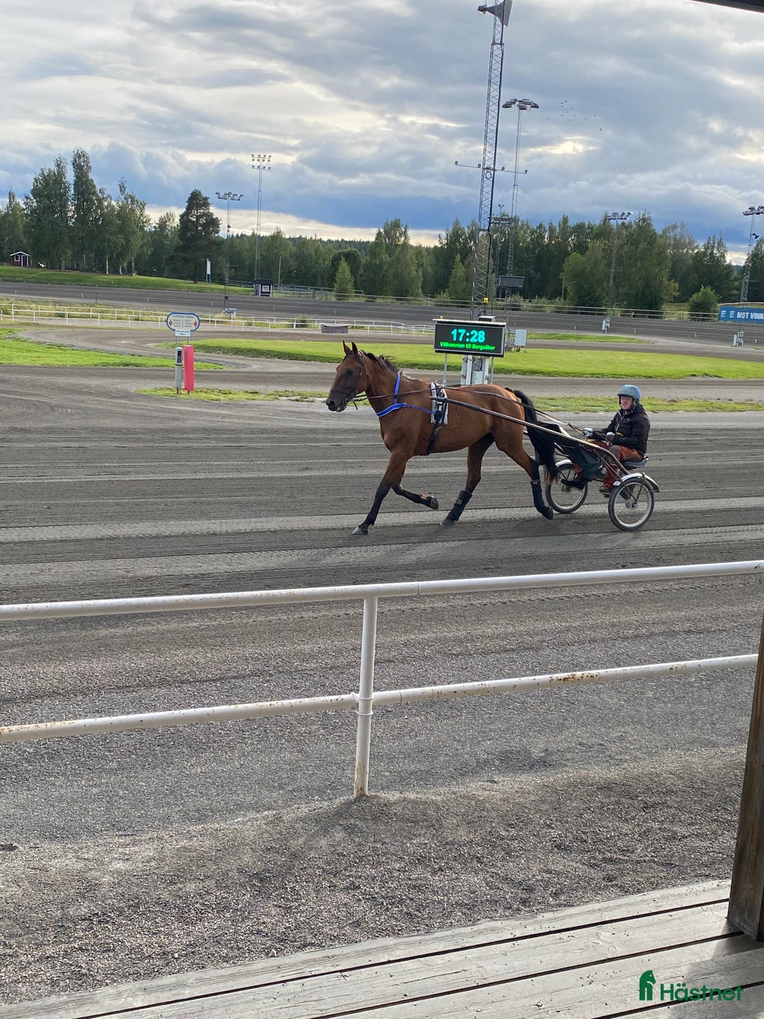 Sällskap hästar till salu: Duke ratzeputz  i Timrå - Annons 8