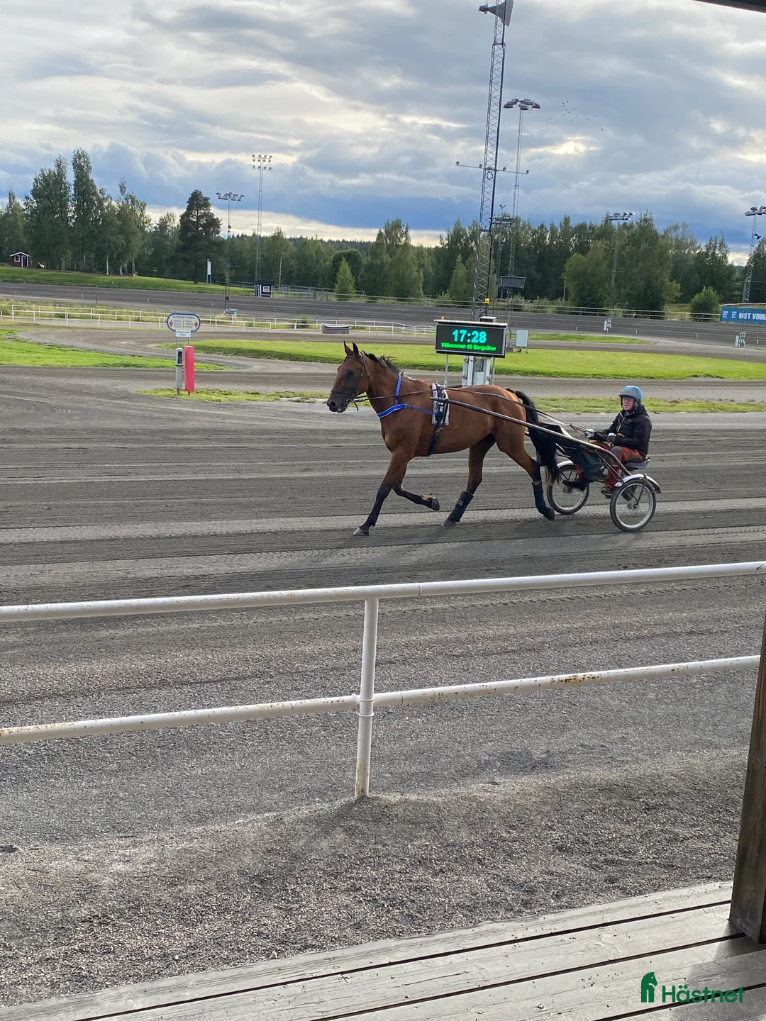 Sällskap hästar till salu: Duke ratzeputz  i Timrå - Annons 8