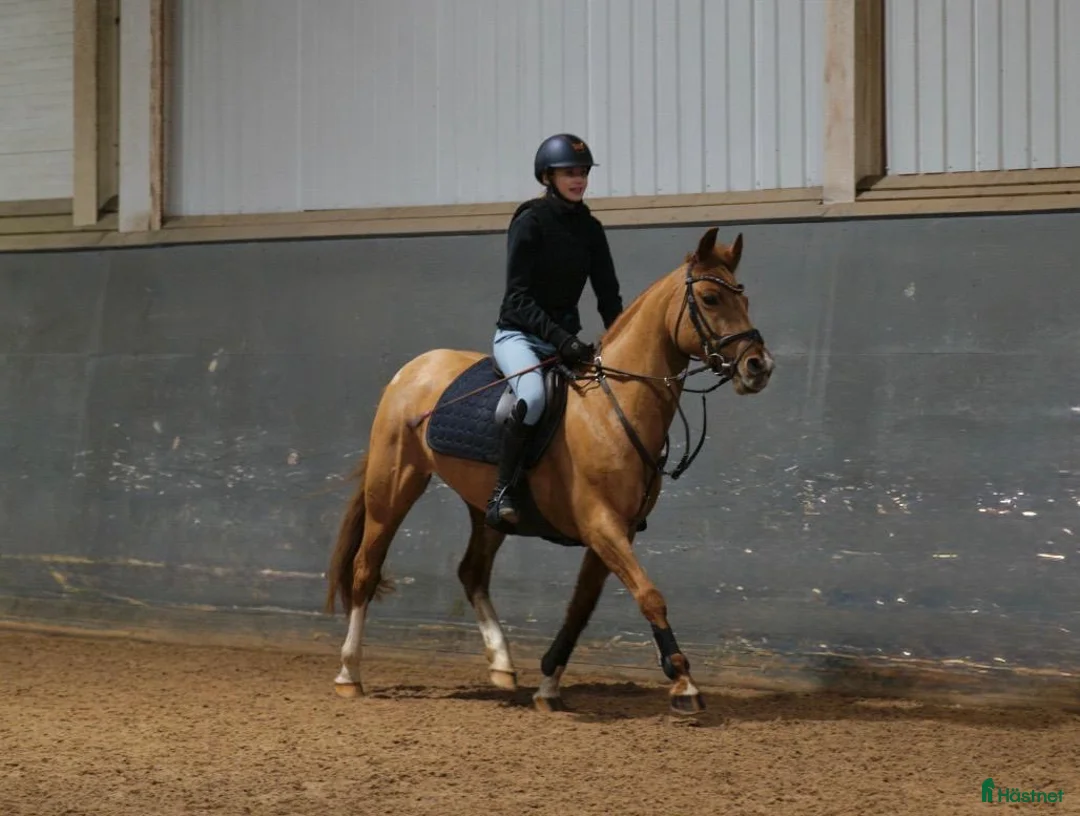 Allround hästar till salu: Super snäll söt ponny - Annons 2