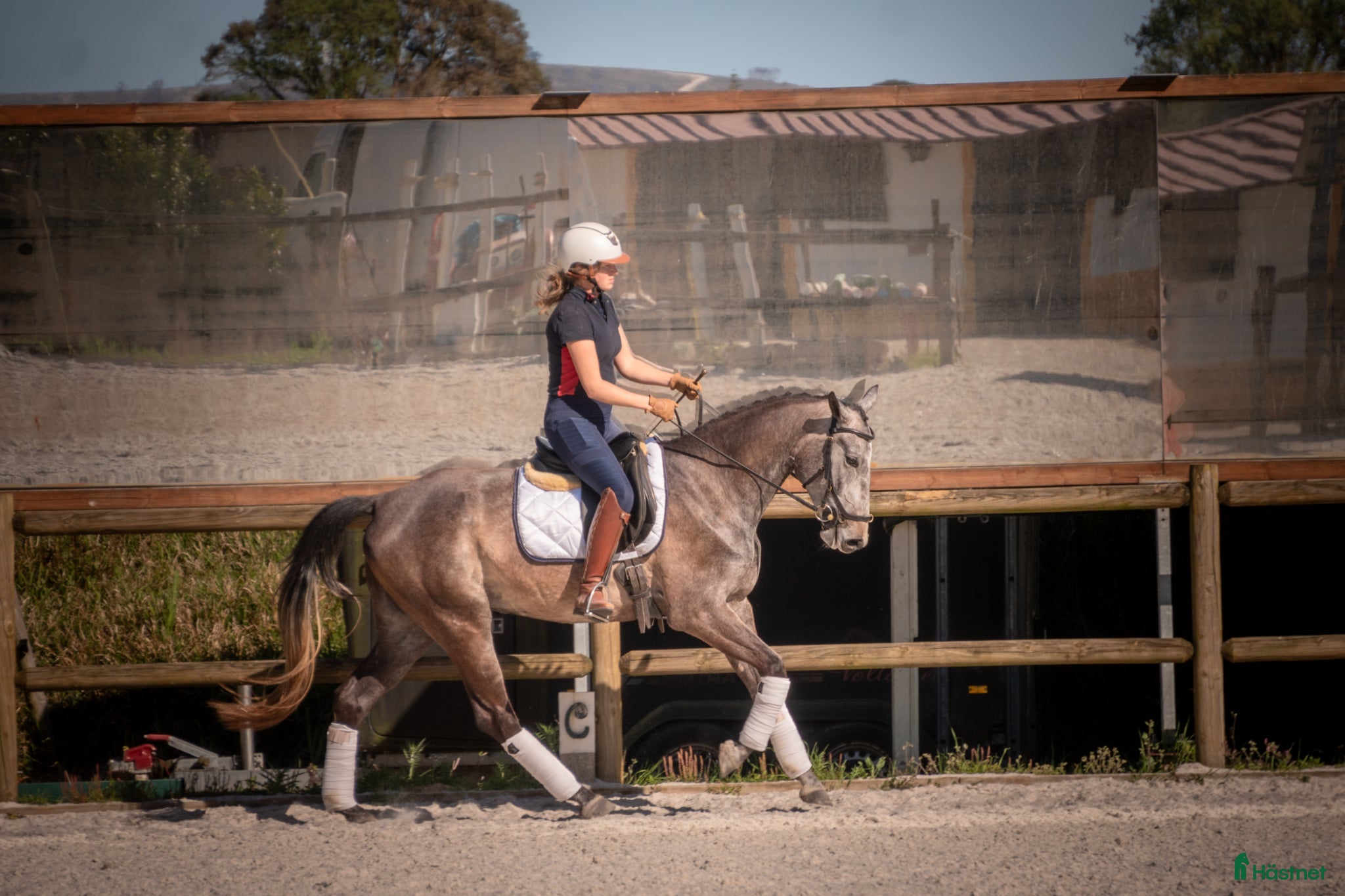  hästar Lusowarmblood 4-årigt sto - Annons 3