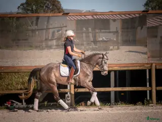 hästar Lusowarmblood 4-årigt sto - Annons 3