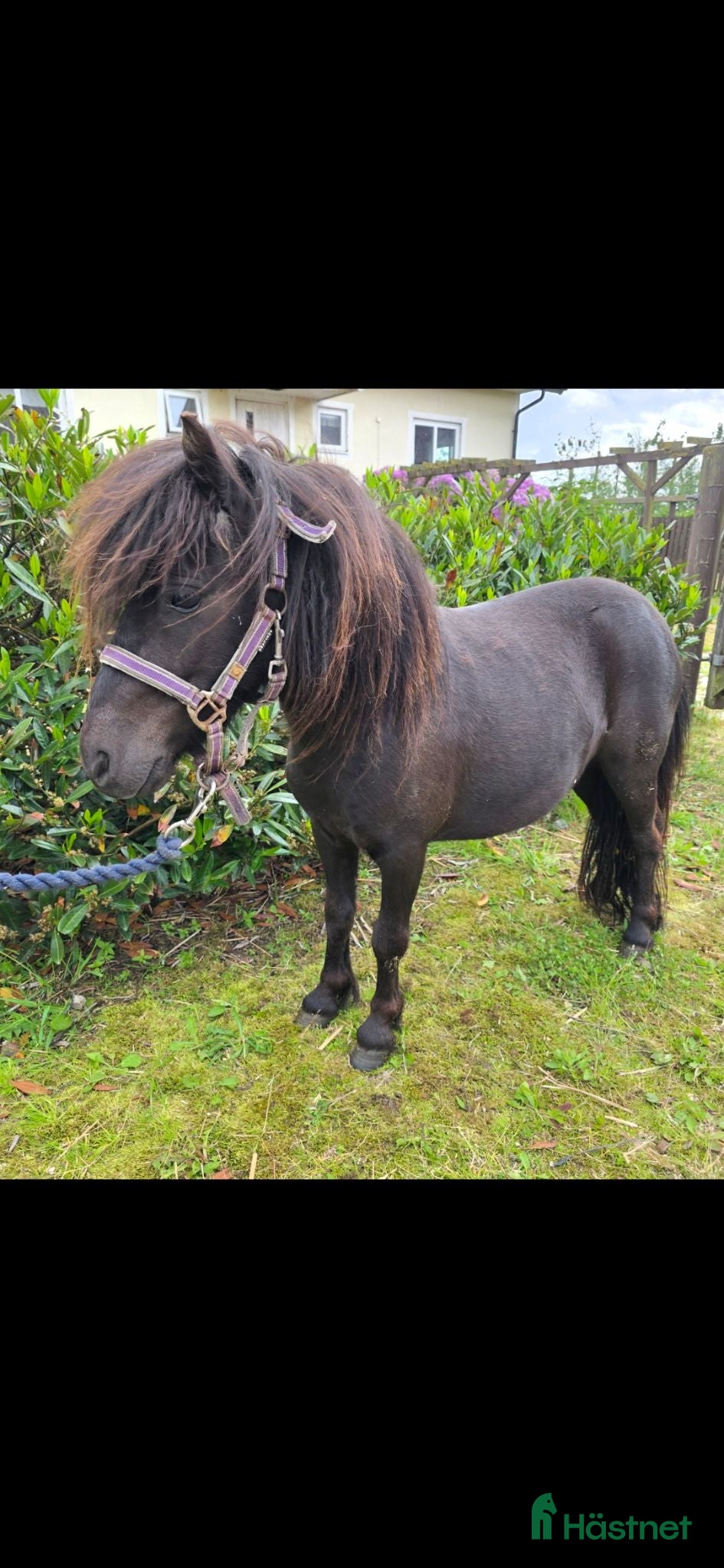  hästar Fint Mini Shettis Sto. BILLIG transport - Annons 4