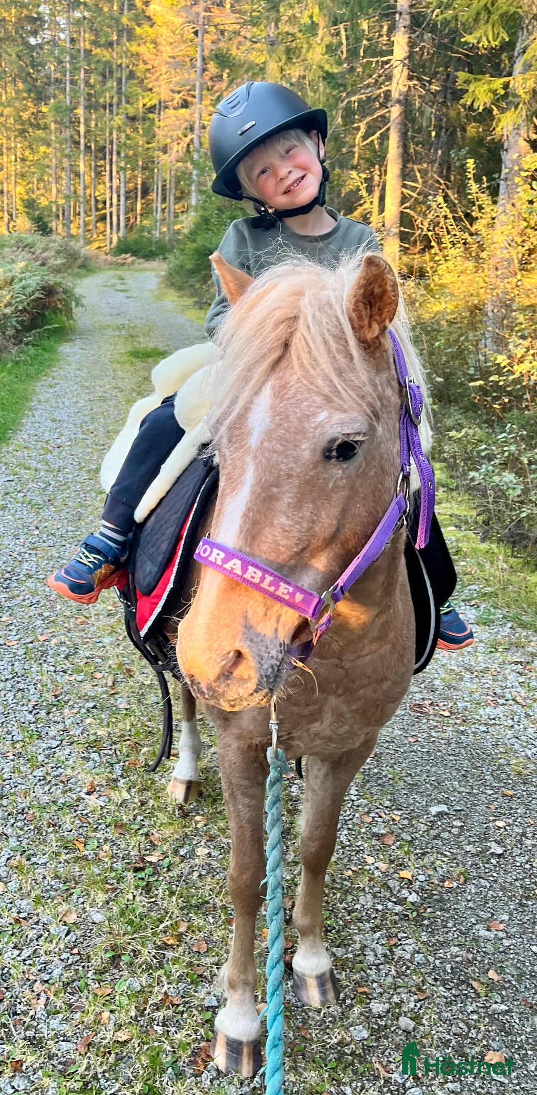 Allround hästar till salu: Dräktig curlyponny i Högsäter - Annons 4