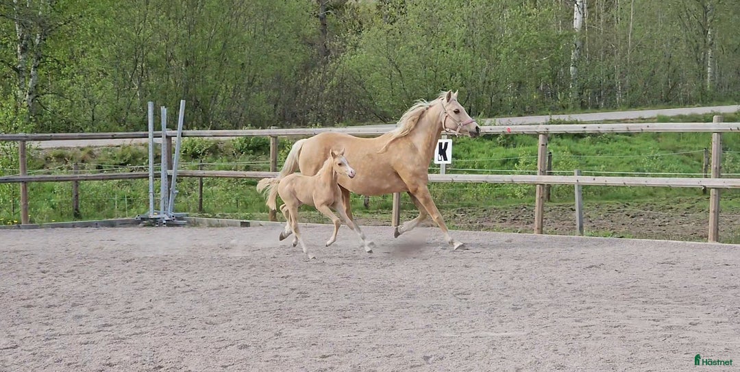 Allround hästar till salu: Drömponny för framtiden  i Vena - Annons 3