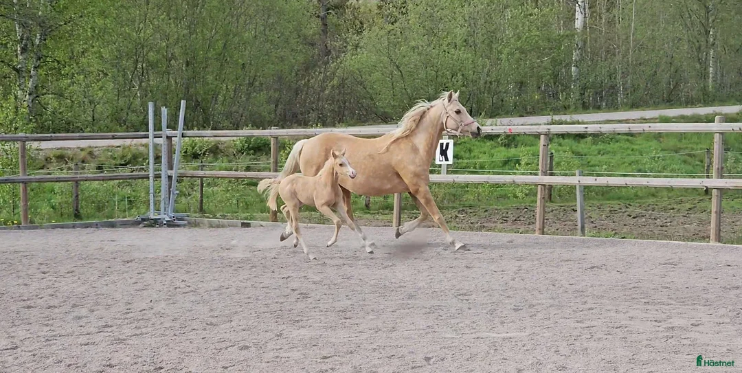 Allround hästar till salu: Drömponny för framtiden  - Annons 3