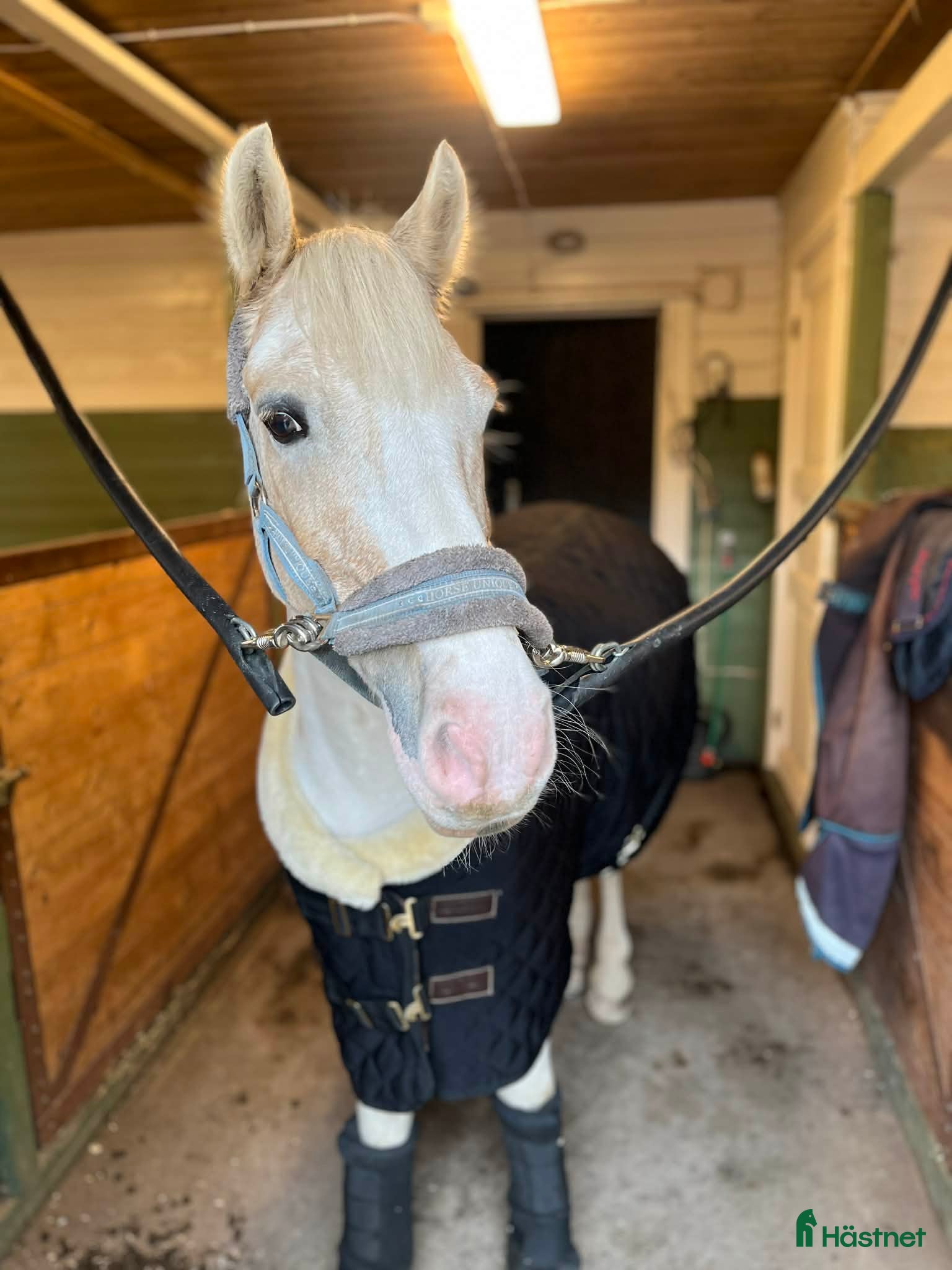  hästar Ponny söker ny bästis - Annons 10