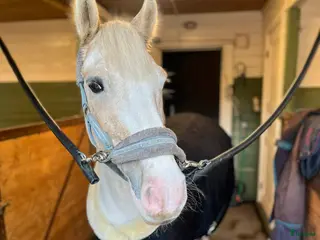 hästar Ponny söker ny bästis - Annons 10