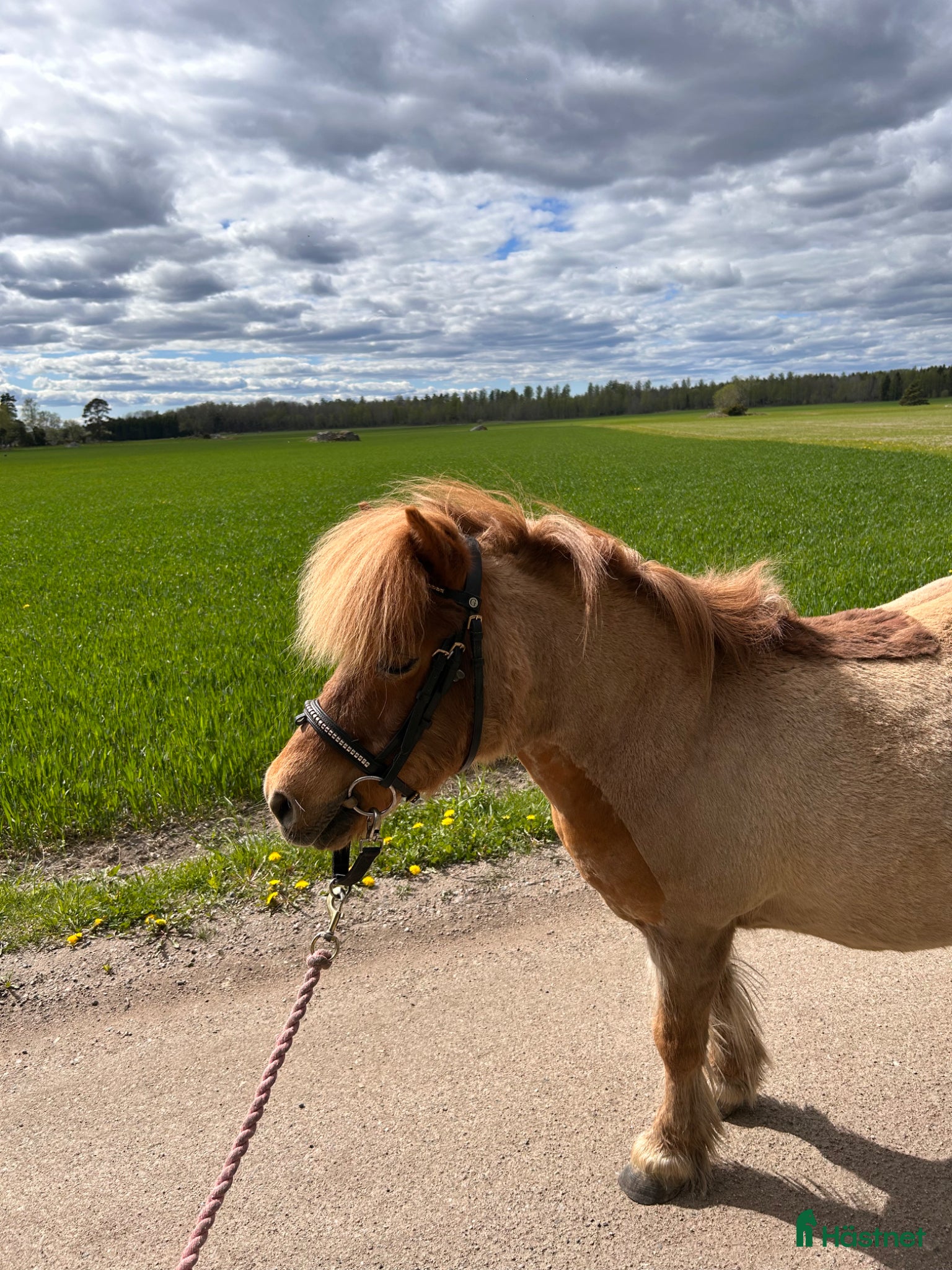 hästar Söker medryttare till underbar barnponny - Annons 2