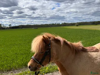 hästar Söker medryttare till underbar barnponny - Annons 2