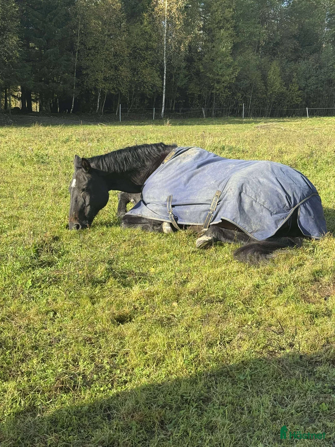  medryttarhäst finnes: Söker en till medryttare till stort halvblod i Grödinge - Annons 1