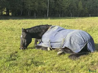 medryttarhäst finnes: Söker en till medryttare till stort halvblod i Grödinge - Annons 2