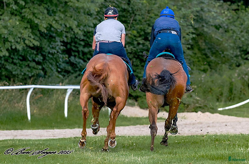  hästjobb Malmö i Trelleborg - Annons 12