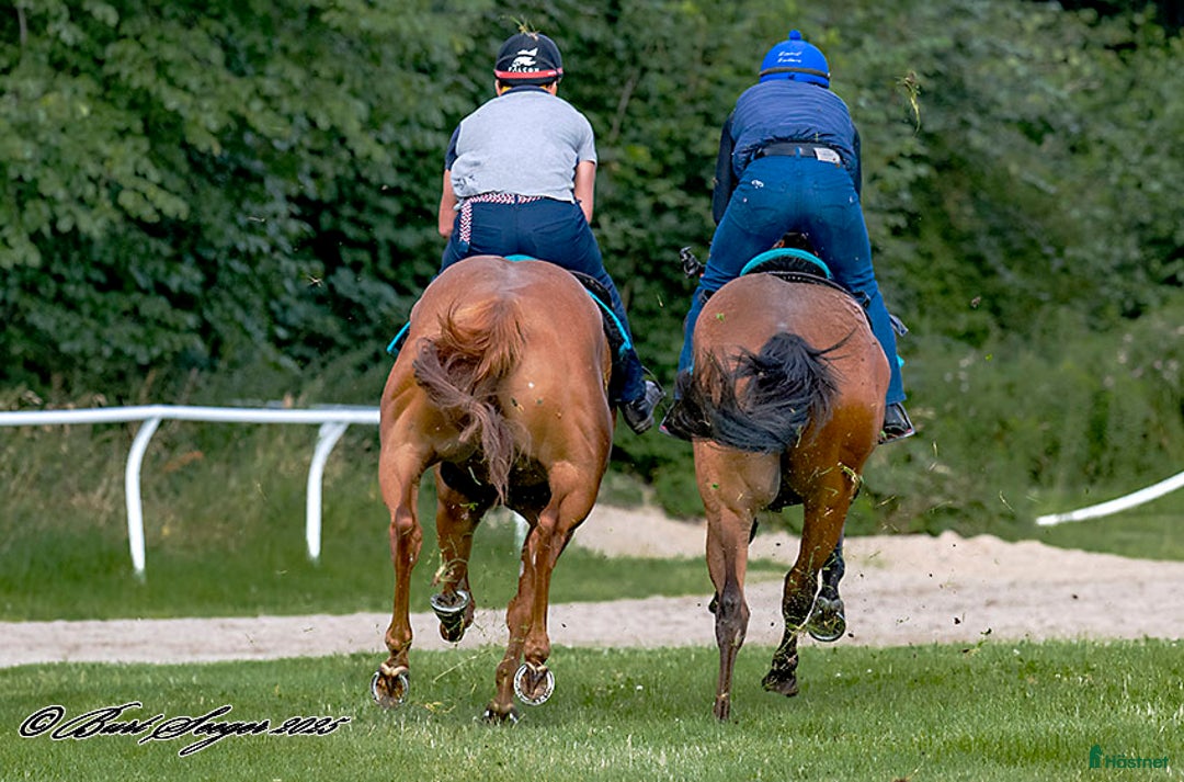  hästjobb finnes: Malmö i Trelleborg - Annons 1