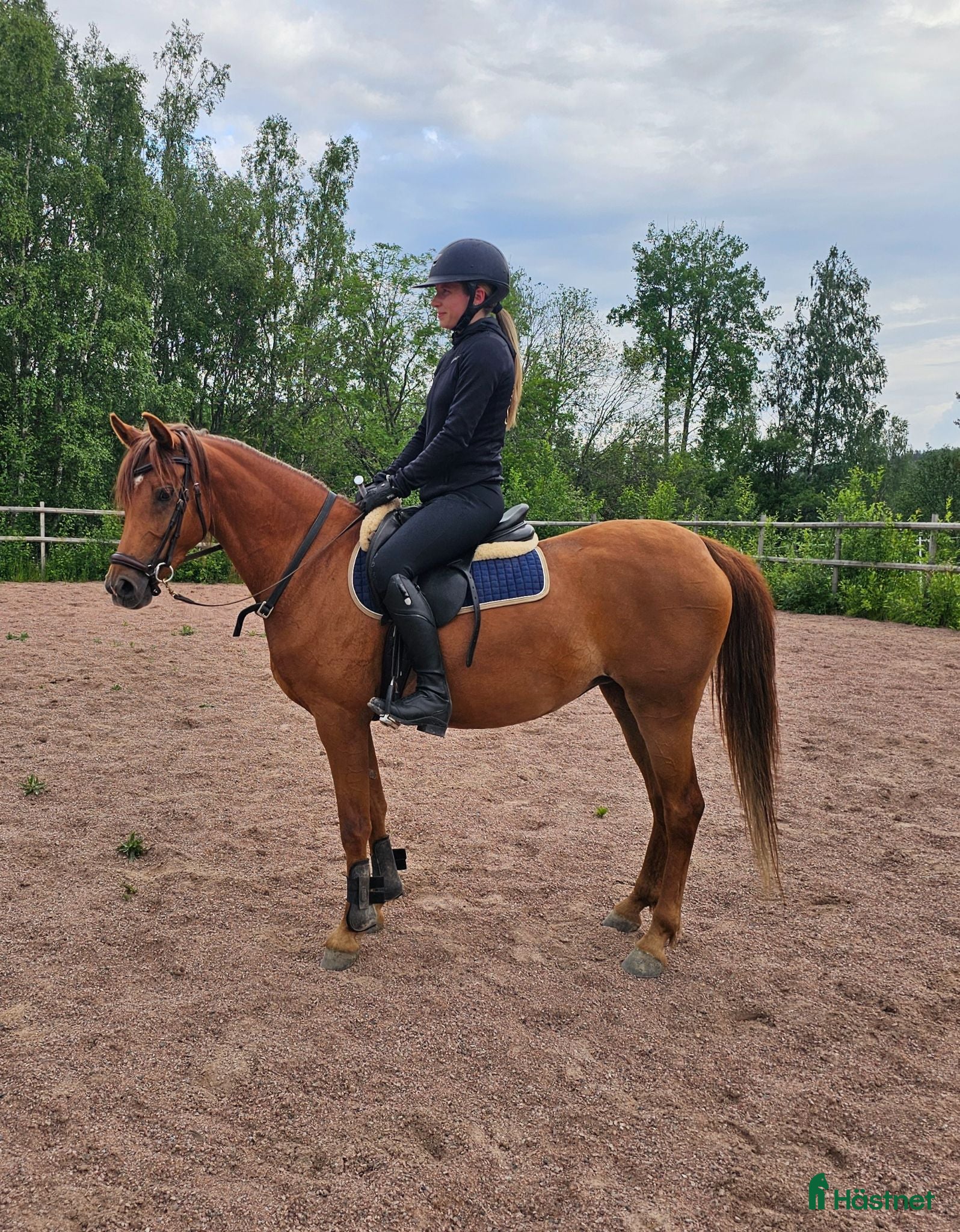 Allround hästar till salu: Kvicktänkt sto med egen motor och massor av charm. - Annons 2