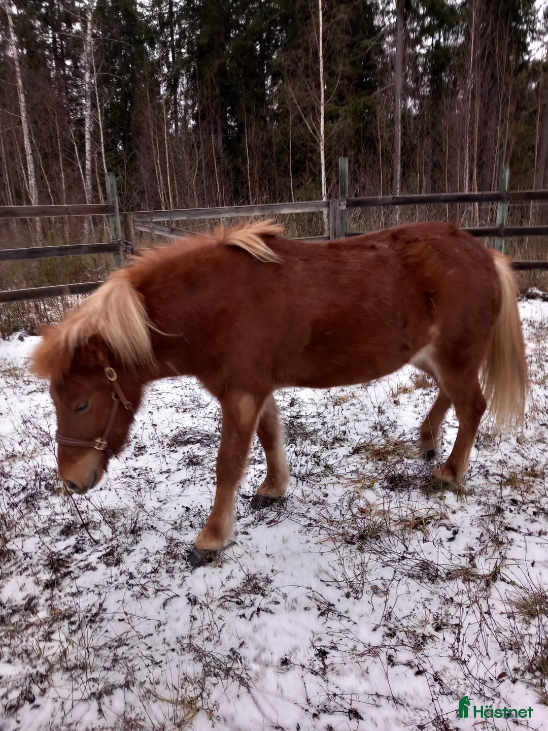 Island hästar till salu: Lovande sto i Våmhus - Annons 2