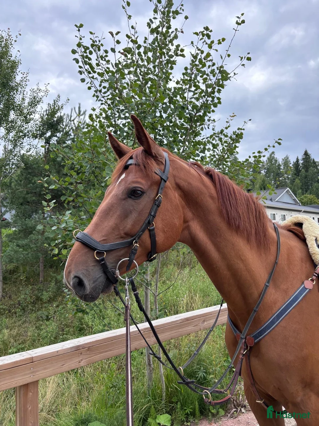 Hoppning hästar till salu: Lovande 5 årig FWB hopphäst säljes - Annons 1