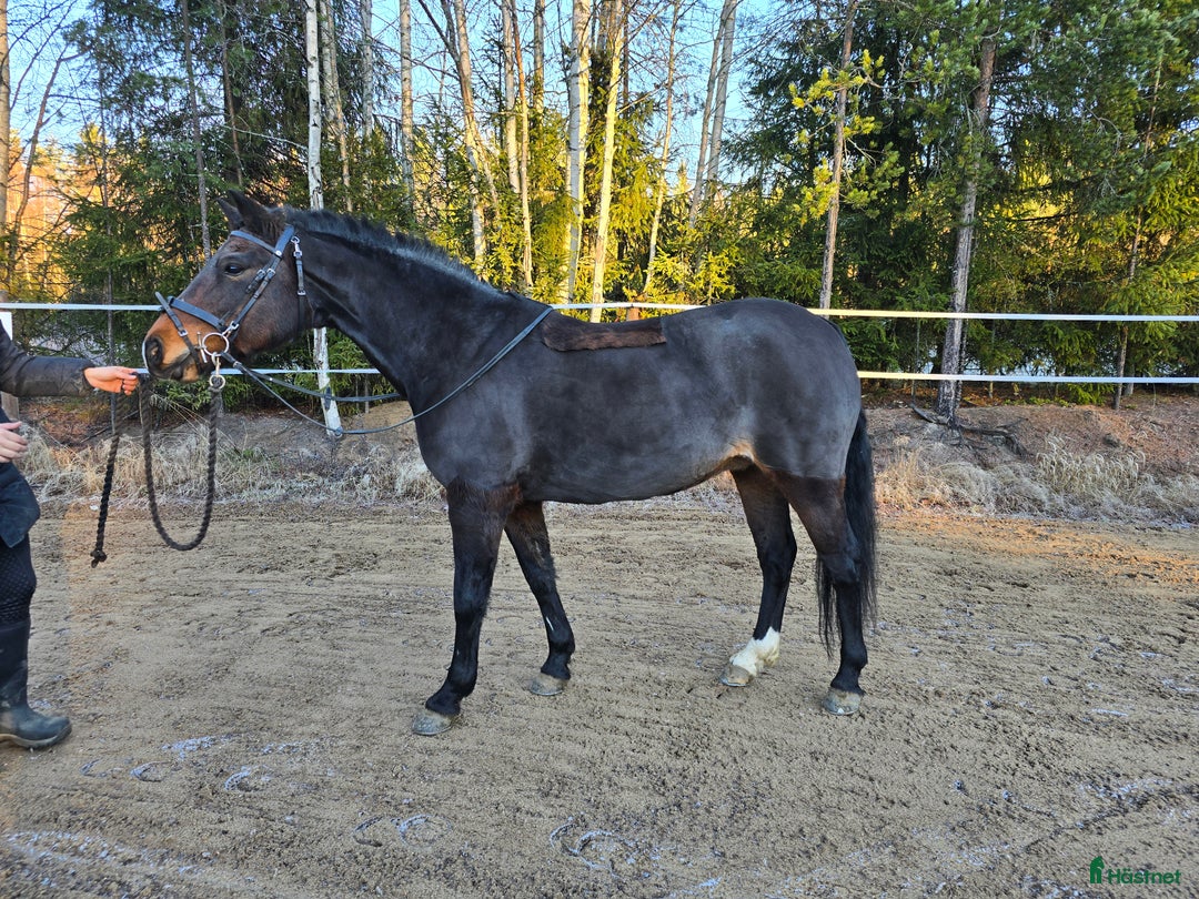 Allround hästar till salu: Supertrevlig läromästare! i Blåsmark - Annons 2