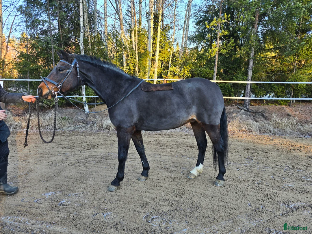 Allround hästar till salu: Supertrevlig läromästare! i Blåsmark - Annons 2