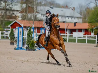 hästar Ett kraftpaket med stor potential - Annons 1