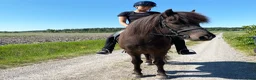 Island hästar till salu: Hannibal från Snäcksjön – 8-årig fyrgångare - Annons 6