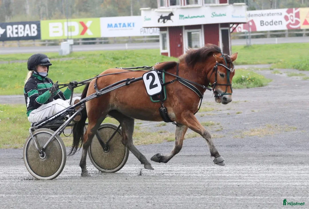 Trav hästar till salu: Mysig ponnytravare - Annons 10