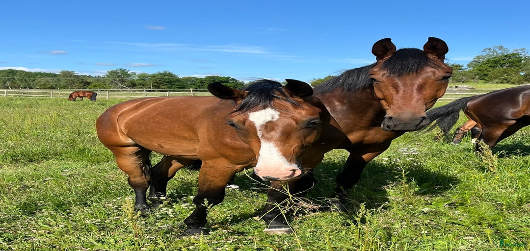 Galleribild {{count}}