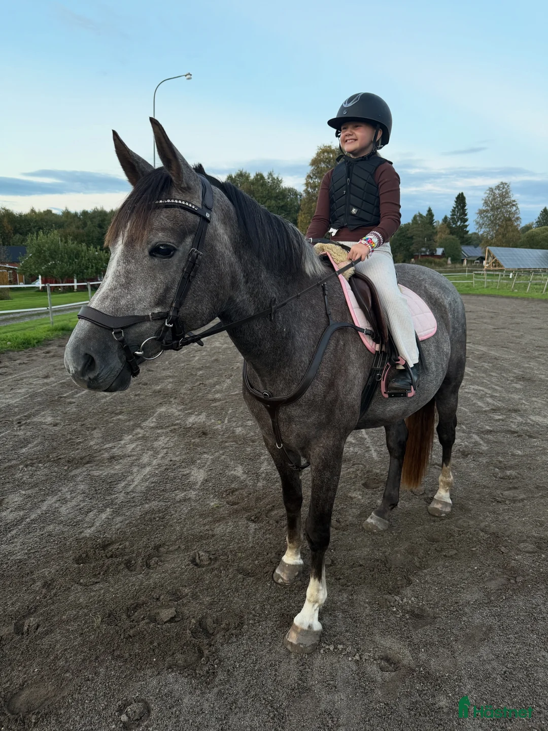Allround hästar till salu: 4årig Welsh partbreed valack i Alnö - Annons 3