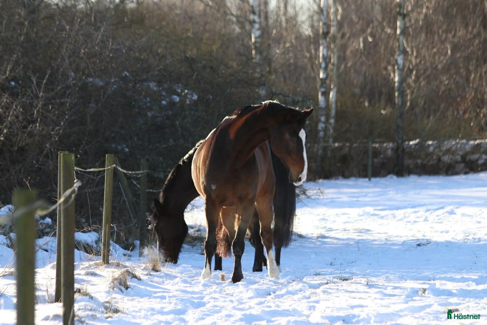  hästar Personlig valack - Annons 9
