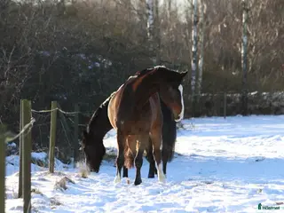 hästar Personlig valack - Annons 9