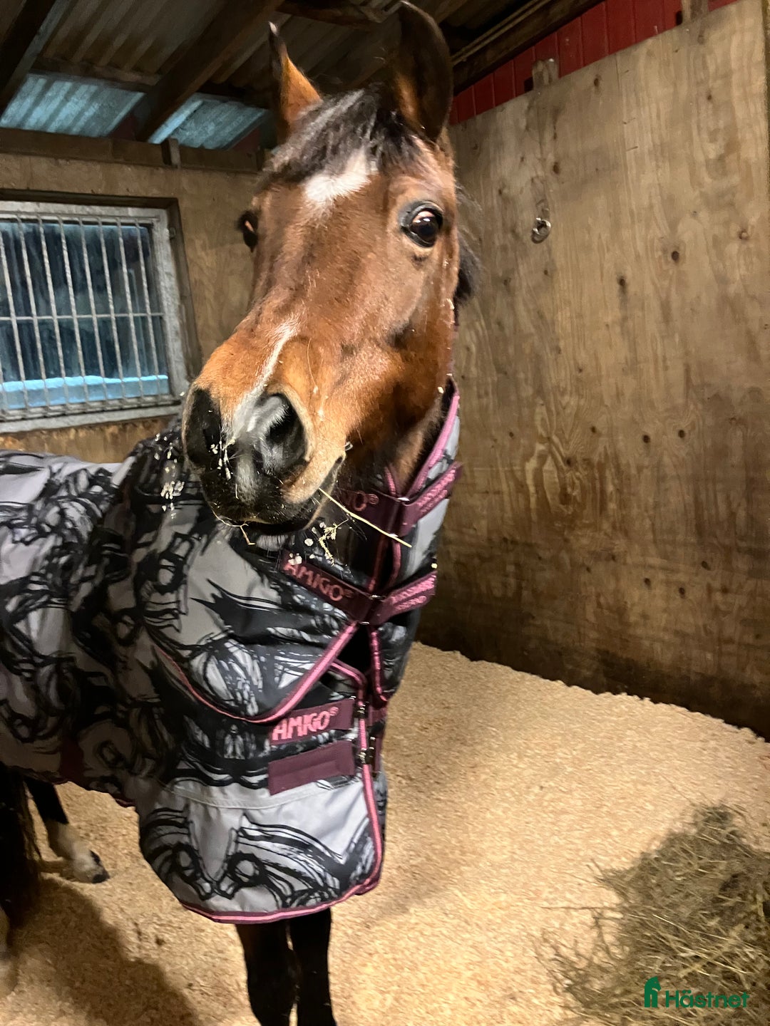 Allround hästar till salu: Trygg bästa vän! i Åkersberga - Annons 2