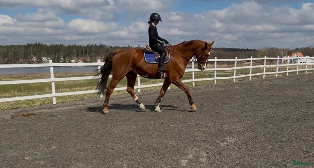 Allround hästar till salu: Läromästare av högsta kvalité - Annons 1