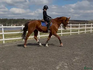 hästar Läromästare av högsta kvalité - Annons 8