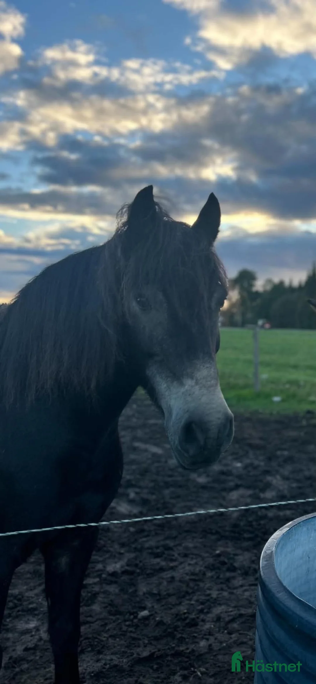 Allround hästar till salu: Barnponny - Annons 3