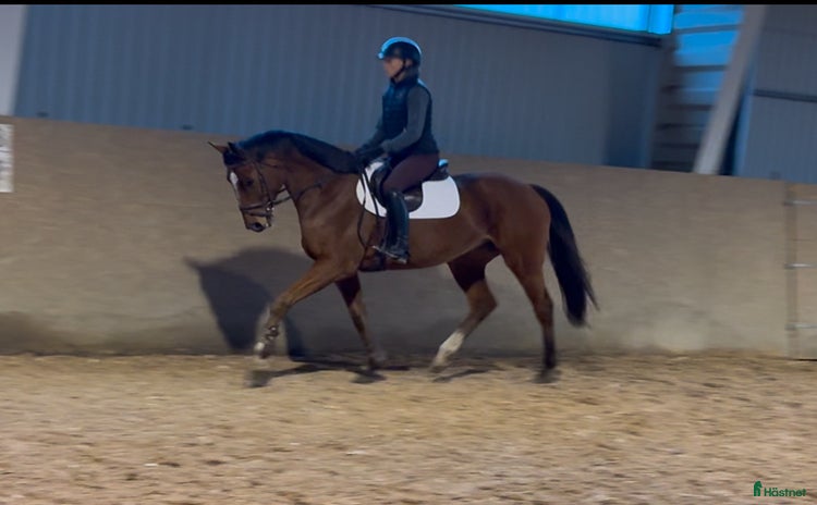  hästar i Eldsberga - Annons 12