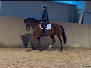 Allround hästar till salu: Vacker valack i Eldsberga - Annons 1