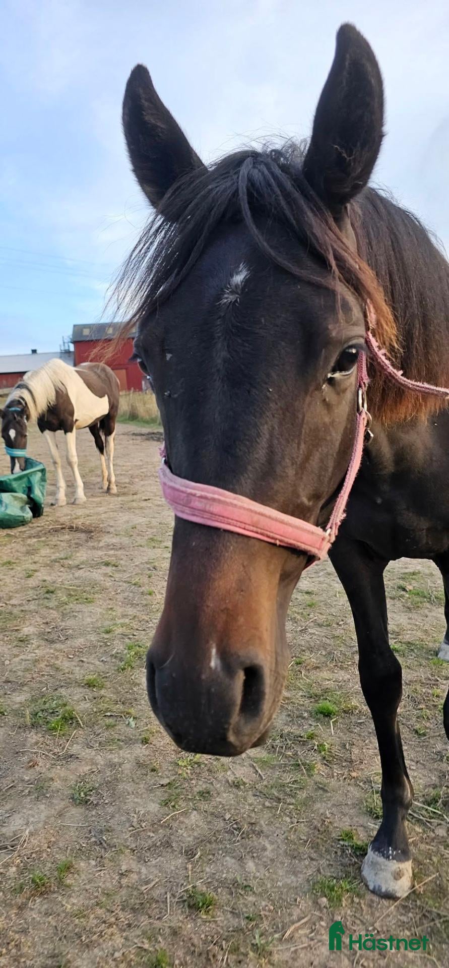  hästar Vackert ettårigt sto - Annons 2