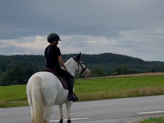 hästar C-ponny ⭐️ i Bollebygd - Annons 2