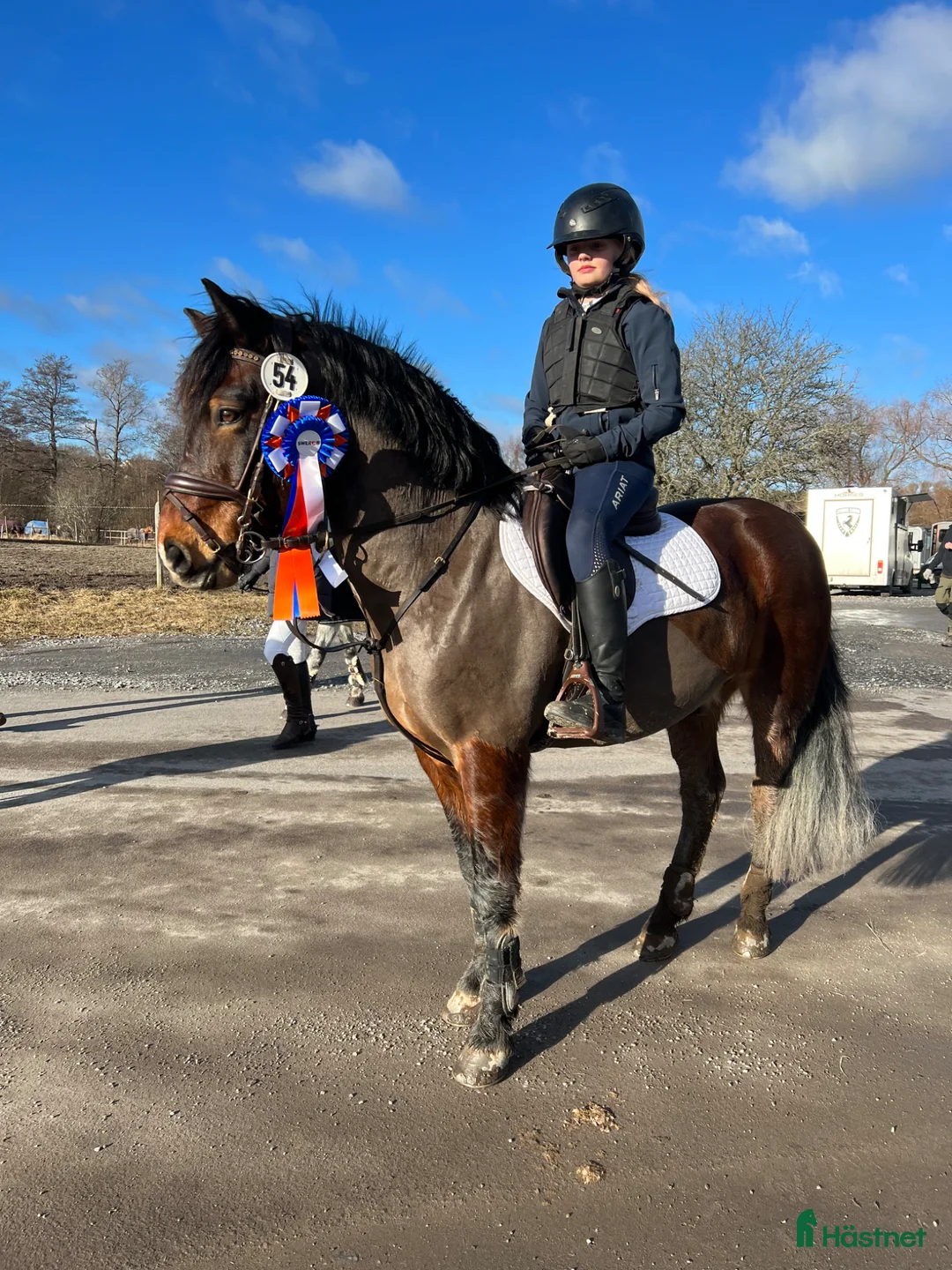 Allround hästar till salu: Fantastisk läromästare! - Annons 2