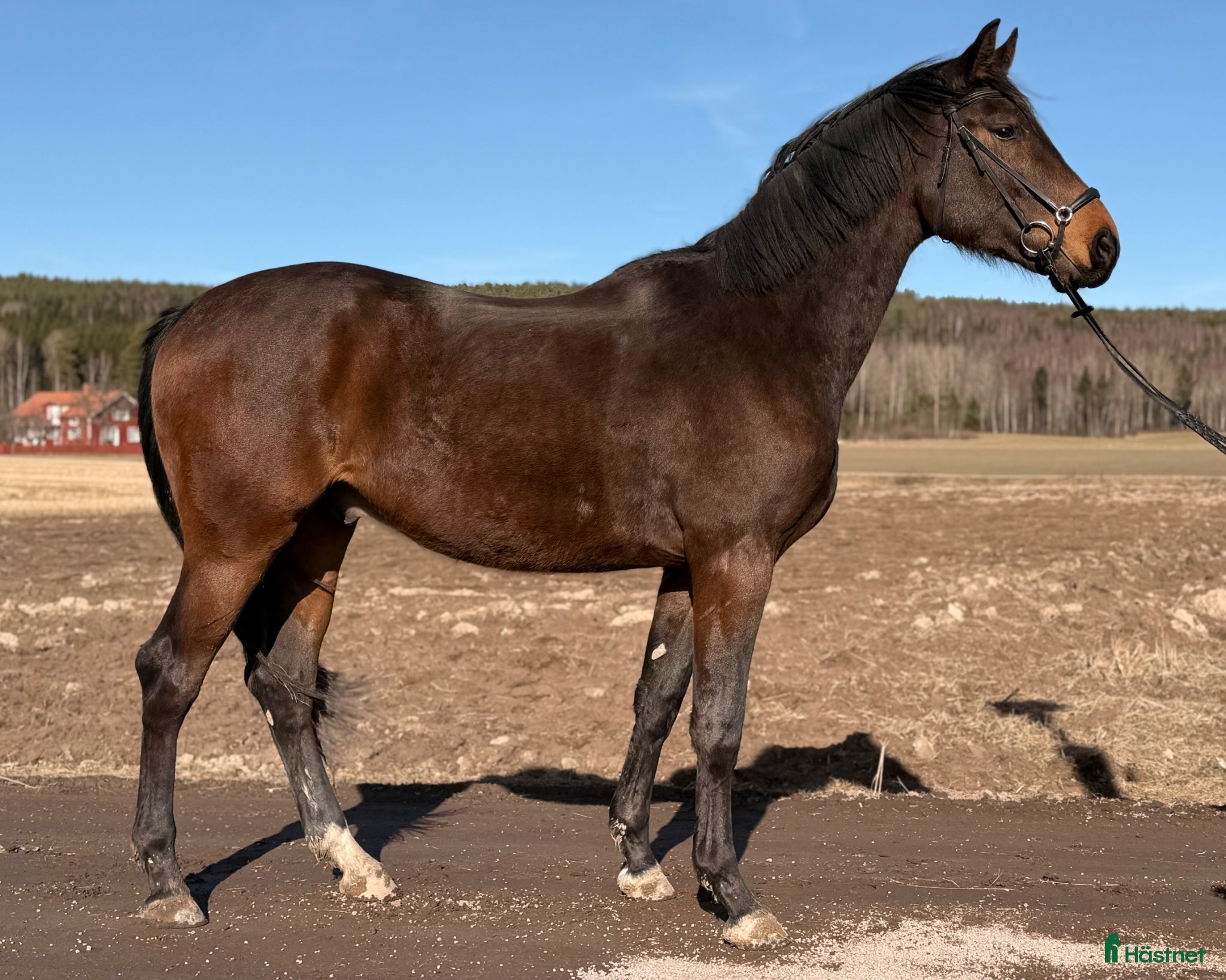 Dressyr hästar till salu: Lovande 3-årig SWB valack - Annons 1