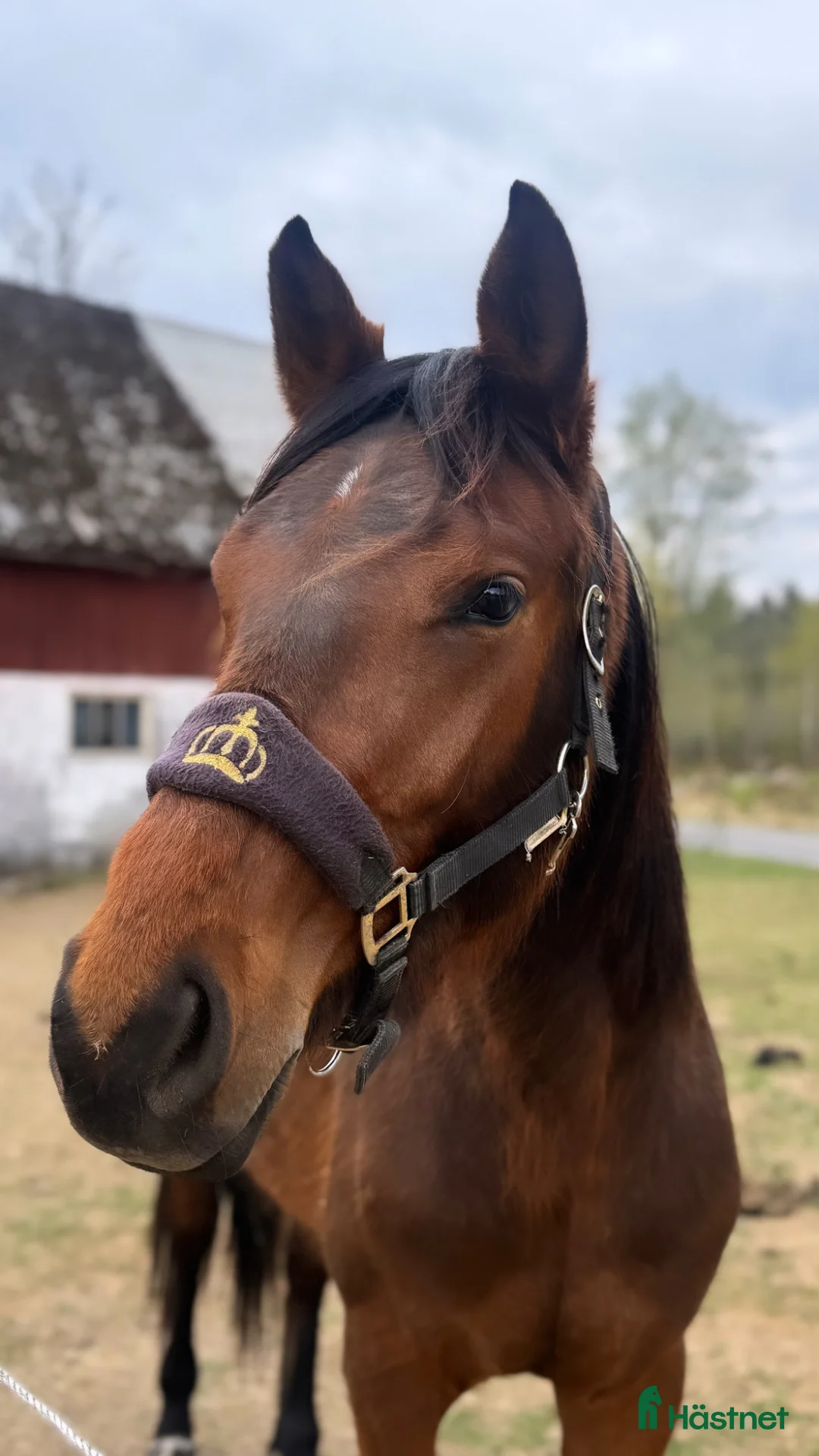 Allround hästar till salu: Framtida tävlingshäst med hoppstam! - Annons 1