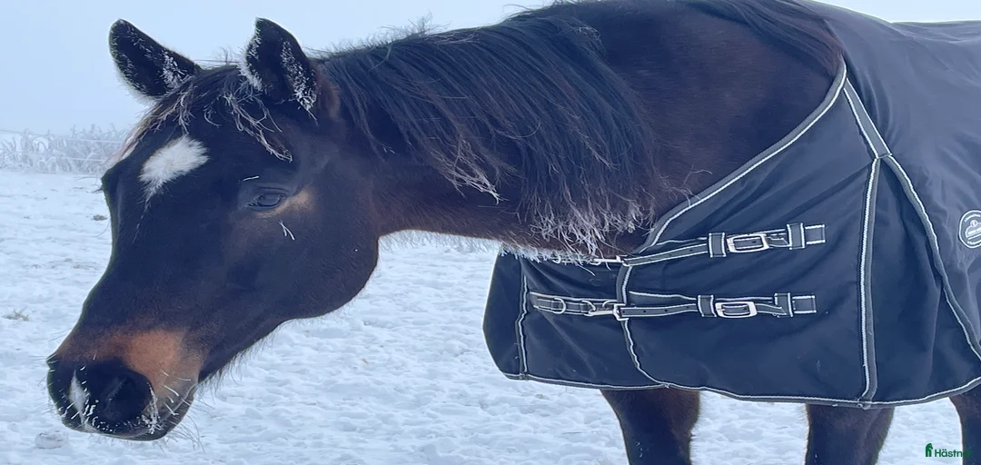 Galleribild {{count}}