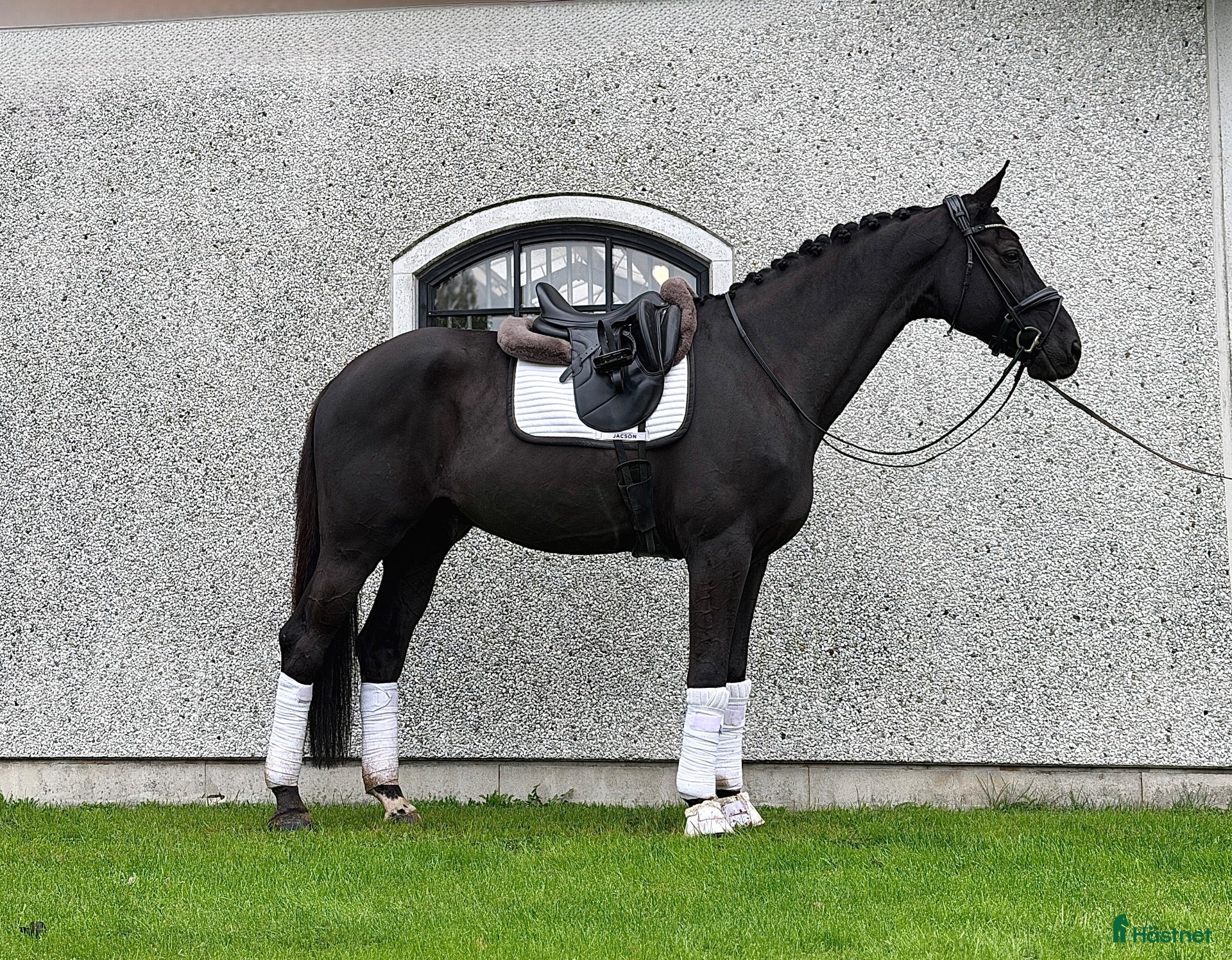  hästar Flott valack - Annons 2