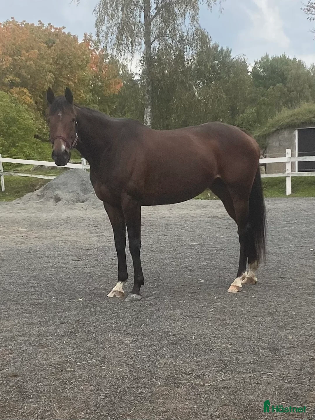 Avelshästar hästar till salu: Fullblodssto i Tenhult - Annons 4