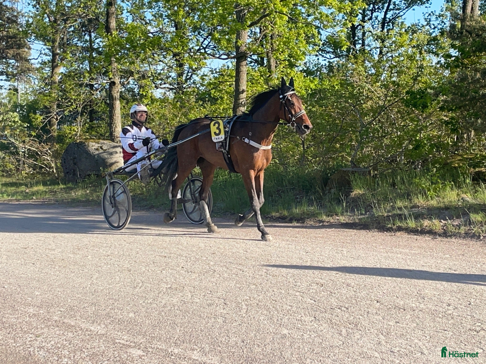  hästar Starthäst 5-årig valack - Annons 2