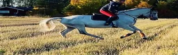 Allround hästar till salu: Hobby/tävlingsambitioner ✨🐴 - Annons 3