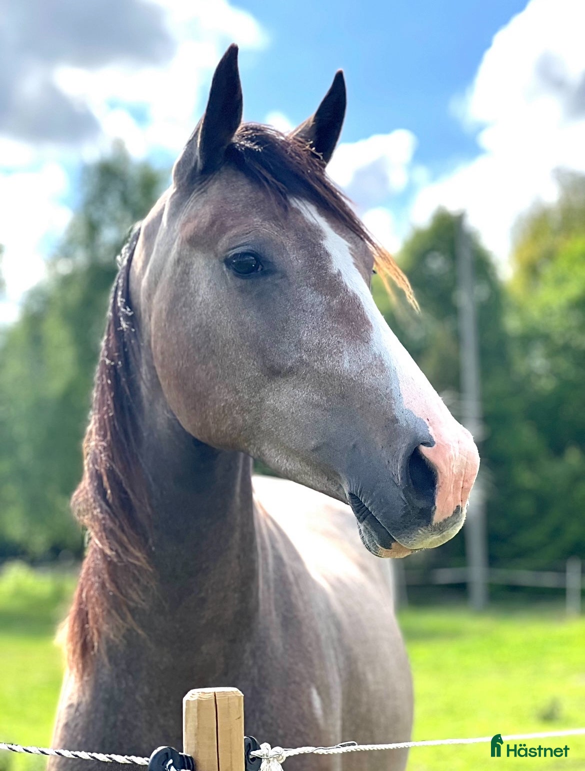  hästar Vacker 3-åring✨ - Annons 1