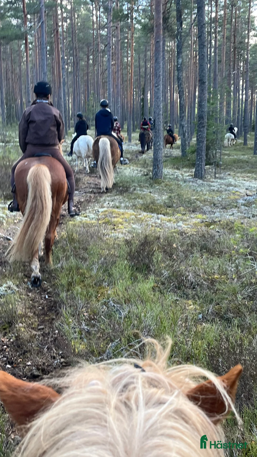  hästservice finnes: Ridläger i vackra Bergslagen! i Riddarhyttan - Annons 10
